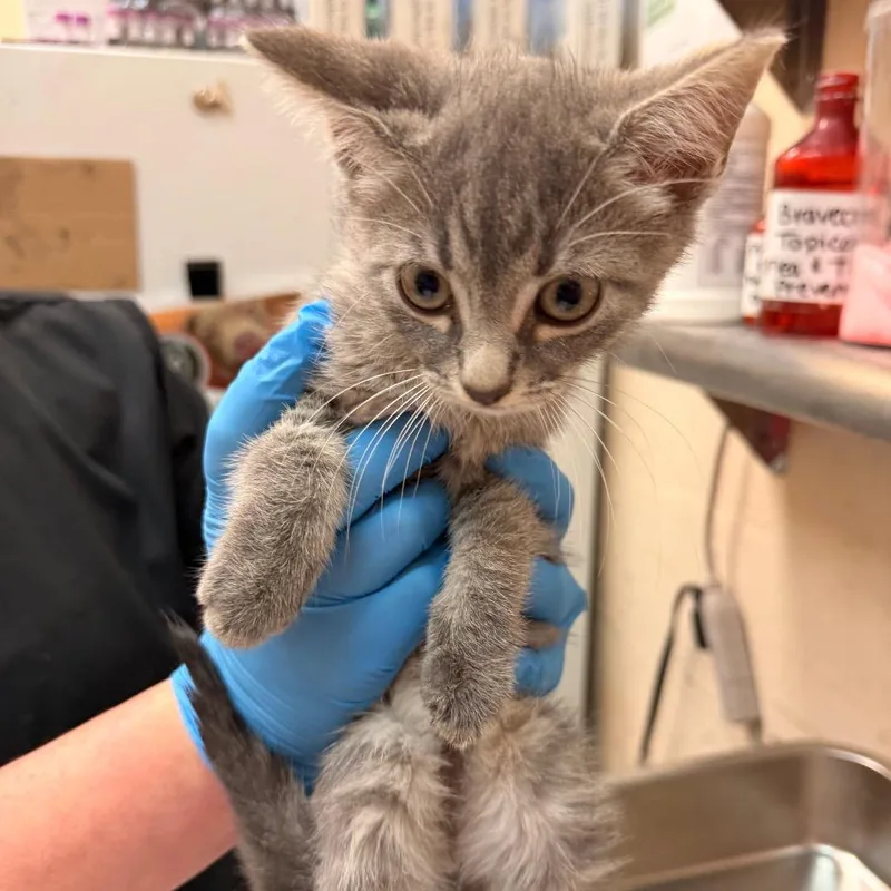 A baby small-sized male Gray / Blue / Silver Domestic Short Hair cat named Lettie for adoption in Birmingham, AL