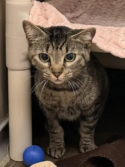 An adult small-sized female Domestic Short Hair cat named Minnow for adoption in Bellevue, WA