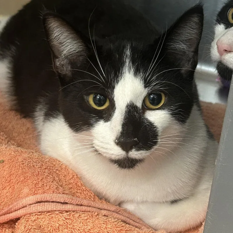 An adult medium-sized male Black Domestic Short Hair cat named Max for adoption in Tacoma, WA