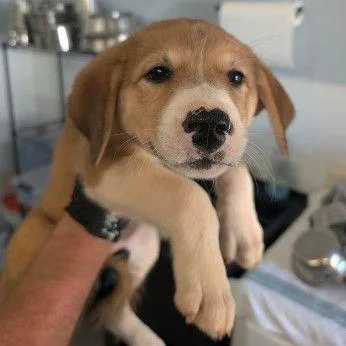 A young medium-sized female Yellow / Tan / Blond / Fawn Mixed Breed dog named Noelani for adoption in Allentown, PA