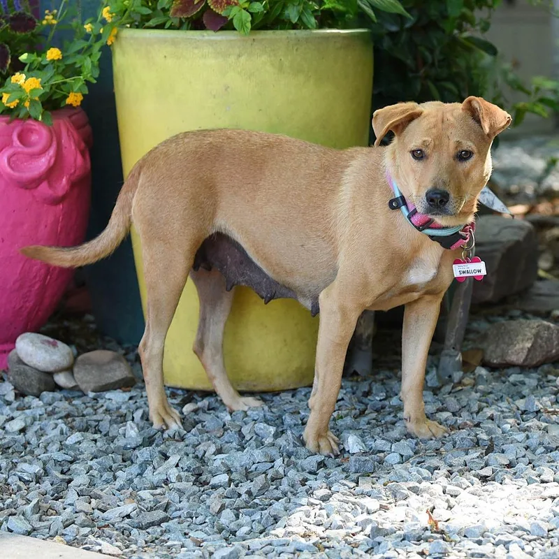 An adult medium-sized female Yellow / Tan / Blond / Fawn Labrador Retriever dog named Swallow for adoption in Wake Forest, NC