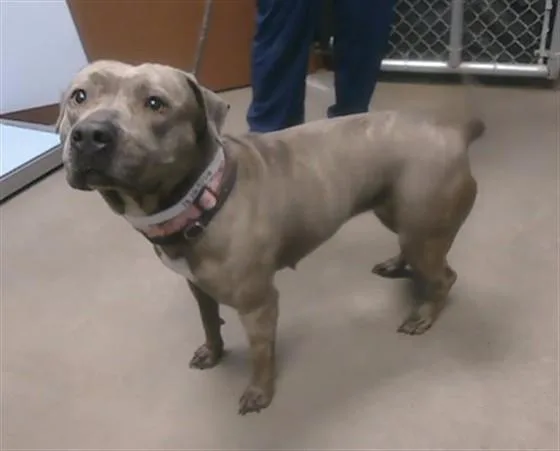 An adult large-sized female Pit Bull Terrier dog named Papaya for adoption in Phoenix, AZ
