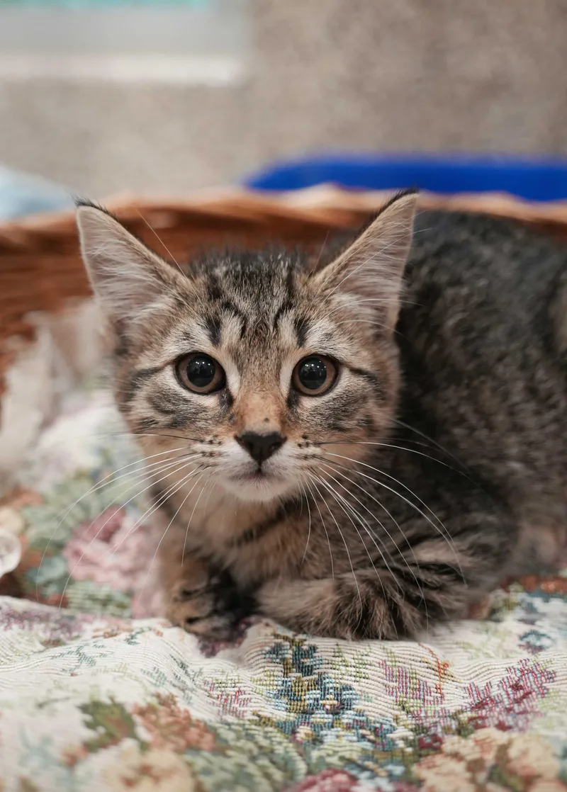 A young small-sized male Tabby (Brown / Chocolate) Domestic Short Hair cat named Tyler for adoption in Aiken, SC