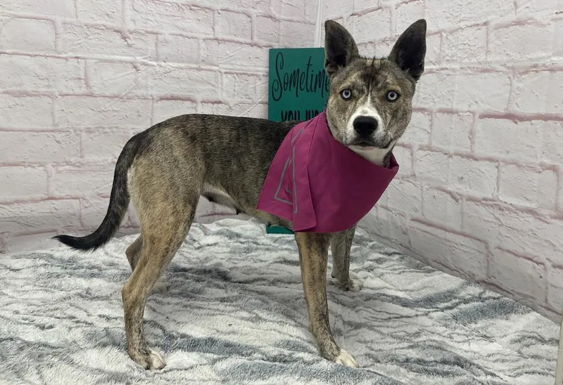 A young medium-sized female Mixed Breed dog named Jean Clemens for adoption in Detroit, MI