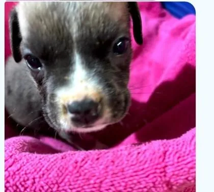 A baby medium-sized male Boxer dog named Leonardo for adoption in West Memphis, AR