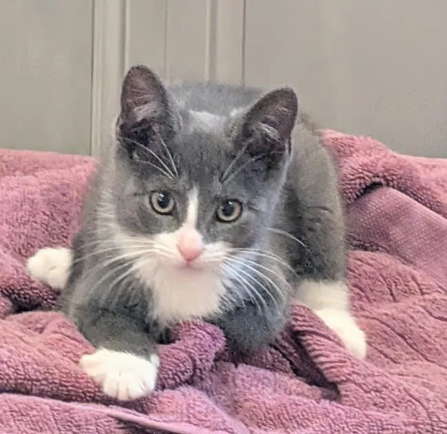 A baby medium-sized male Gray & White Domestic Short Hair cat named Pinkie for adoption in Grove City, OH