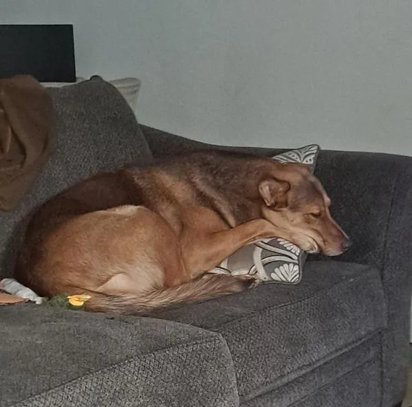 An adult large-sized female German Shepherd Dog dog named Skylar for adoption in San Diego, CA