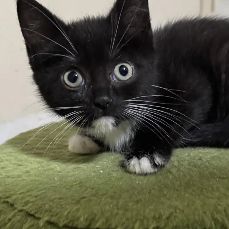 Gretchen thumbnail 4