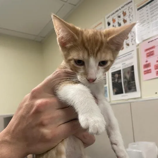 A baby medium-sized male Orange / Red Domestic Short Hair cat named Chief Legal Officer for adoption in Chicago, IL