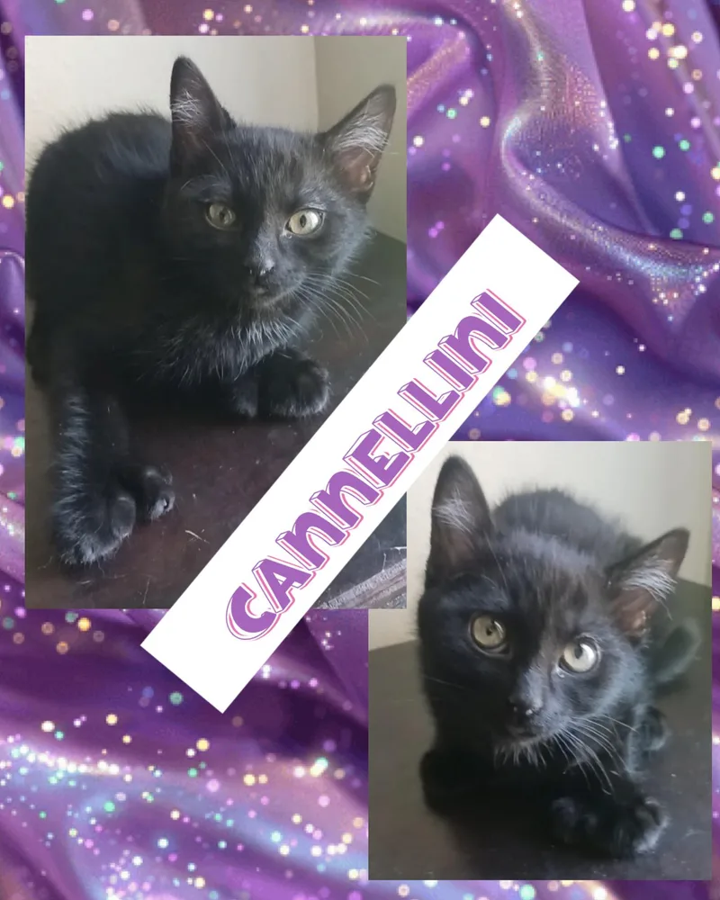 Cannellini thumbnail 3