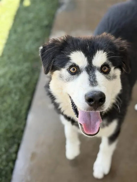 A young small-sized male Siberian Husky dog named Mochi for adoption in Chula Vista, CA