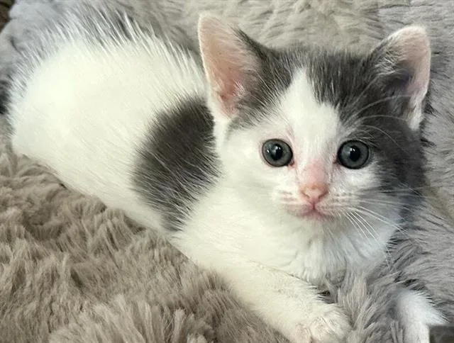 A baby small-sized female Domestic Short Hair cat named Miny for adoption in Chula Vista, CA