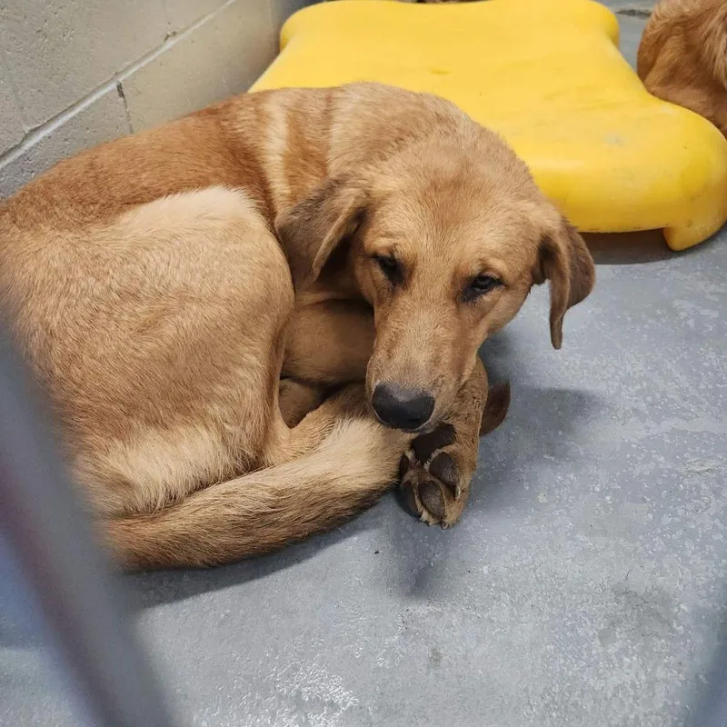 A senior medium-sized female Yellow / Tan / Blond / Fawn Australian Shepherd dog named Elsa for adoption in Kingman, AZ