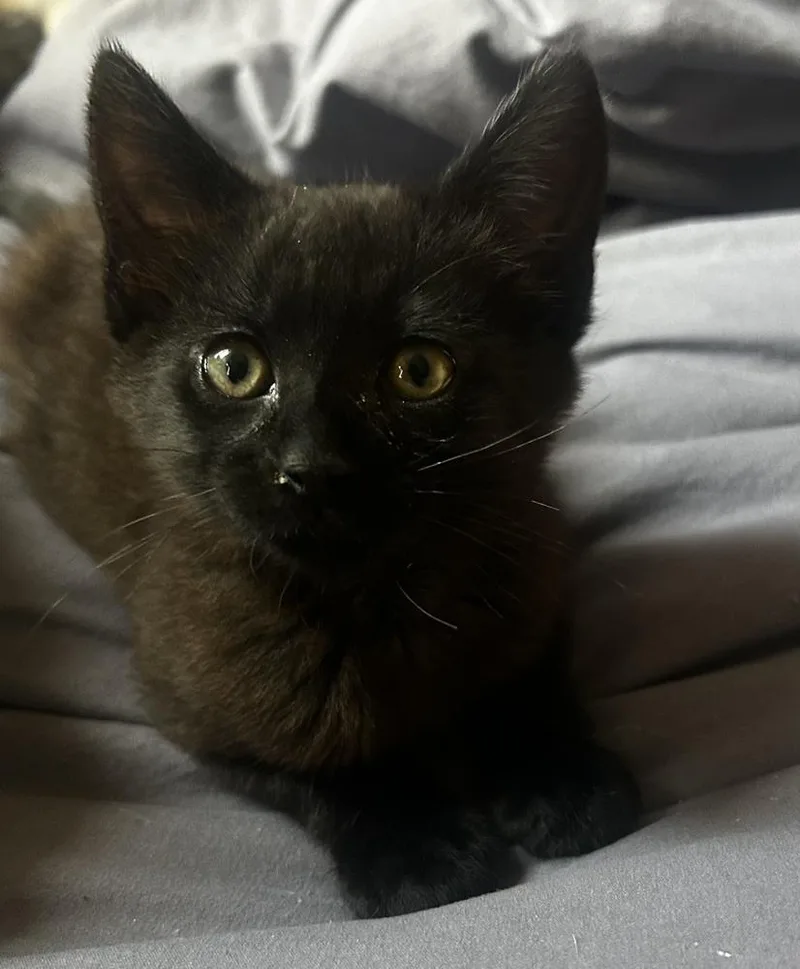 A baby small-sized female Black Domestic Medium Hair cat named Beanly for adoption in Oakdale, CA