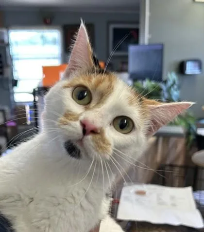 A young medium-sized female Domestic Short Hair cat named Kit Kat for adoption in West Memphis, AR
