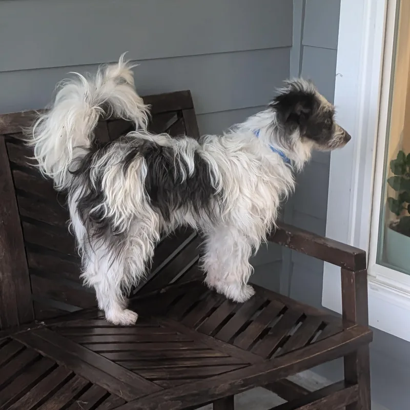 A young small-sized male White / Cream Wirehaired Terrier dog named Swiss Roll for adoption in Baton Rouge, LA