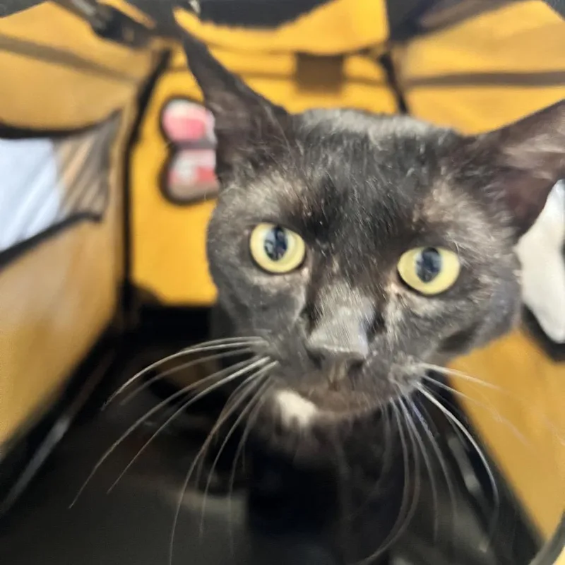 An adult large-sized male Black Domestic Short Hair cat named Roscoe for adoption in West Palm Beach, FL