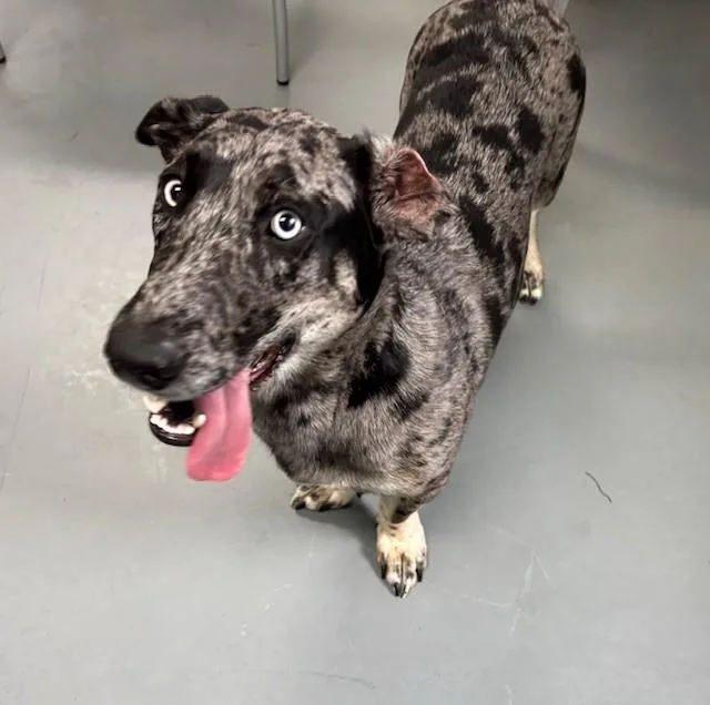 Highland thumbnail 2