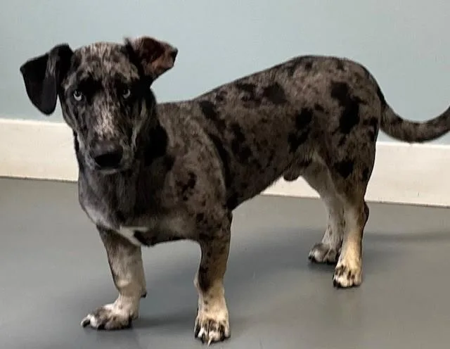 A young medium-sized male Gray / Blue / Silver Great Dane dog named Highland for adoption in Hawk Point, MO
