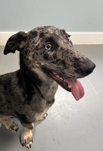 Highland thumbnail 3