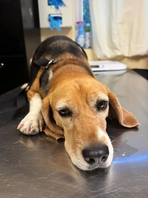An adult medium-sized male Beagle dog named Smokey for adoption in Cookeville, TN