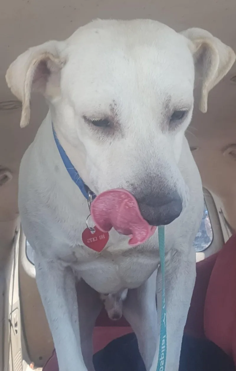 An adult medium-sized male White / Cream Labrador Retriever dog named Pabst for adoption in Six Mile, SC