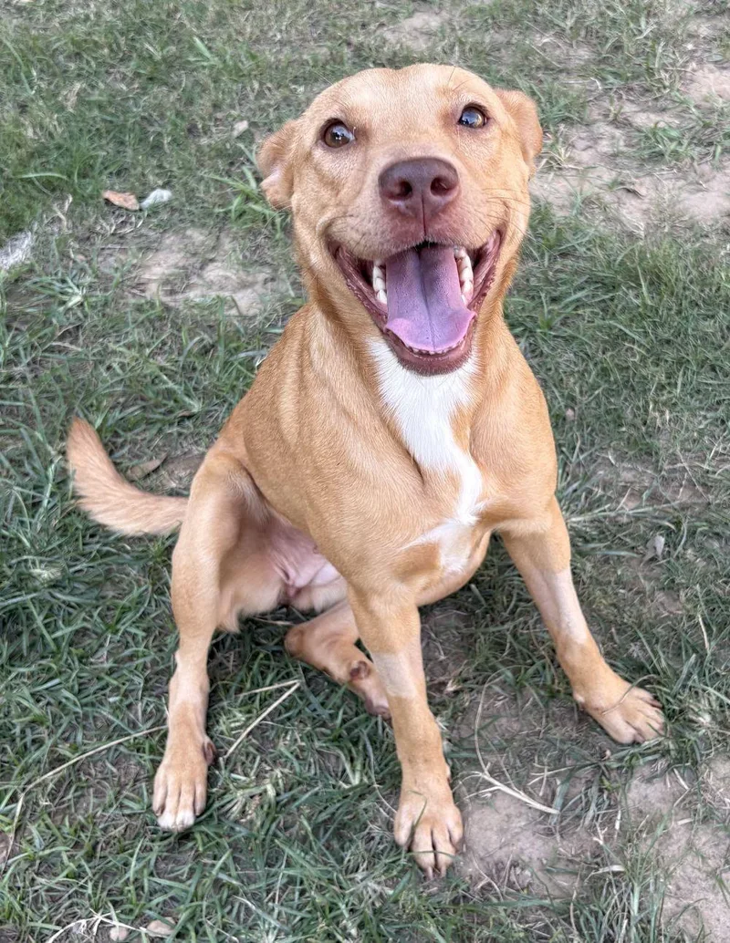 An adult medium-sized female Pit Bull Terrier dog named Gemma for adoption in Wetumpka, AL