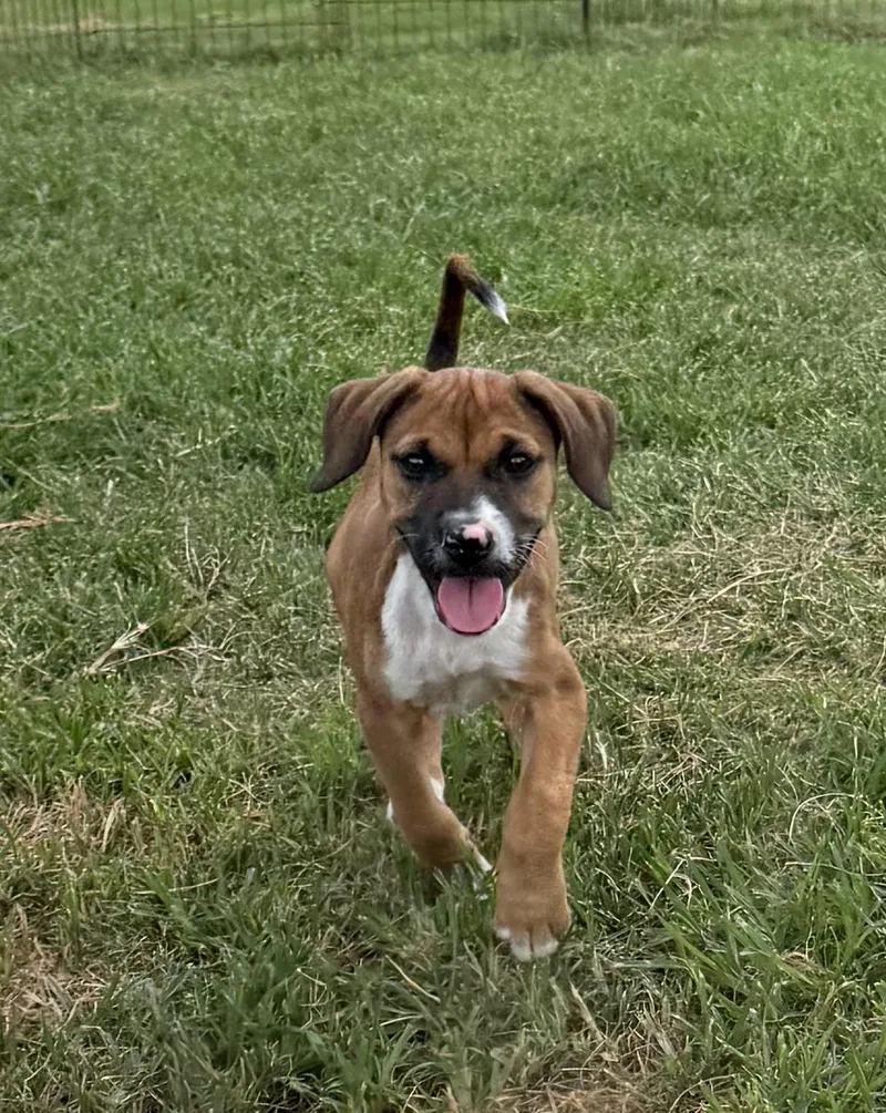 A baby medium-sized female Tricolor (Brown, Black, & White) Terrier dog named Bindi for adoption in Seale, AL