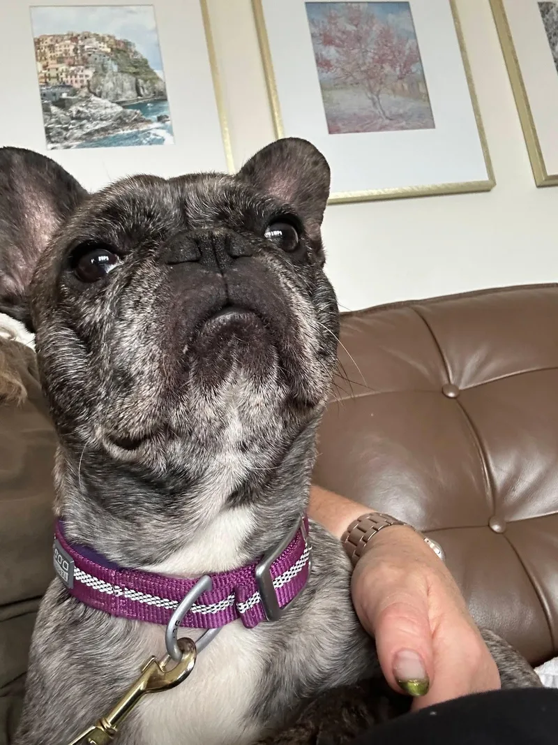 A young medium-sized female Brindle French Bulldog dog named Peggy for adoption in Sioux City, IA