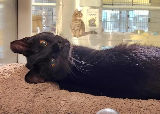 A young small-sized female Domestic Short Hair cat named Abigail for adoption in St. Louis, MO