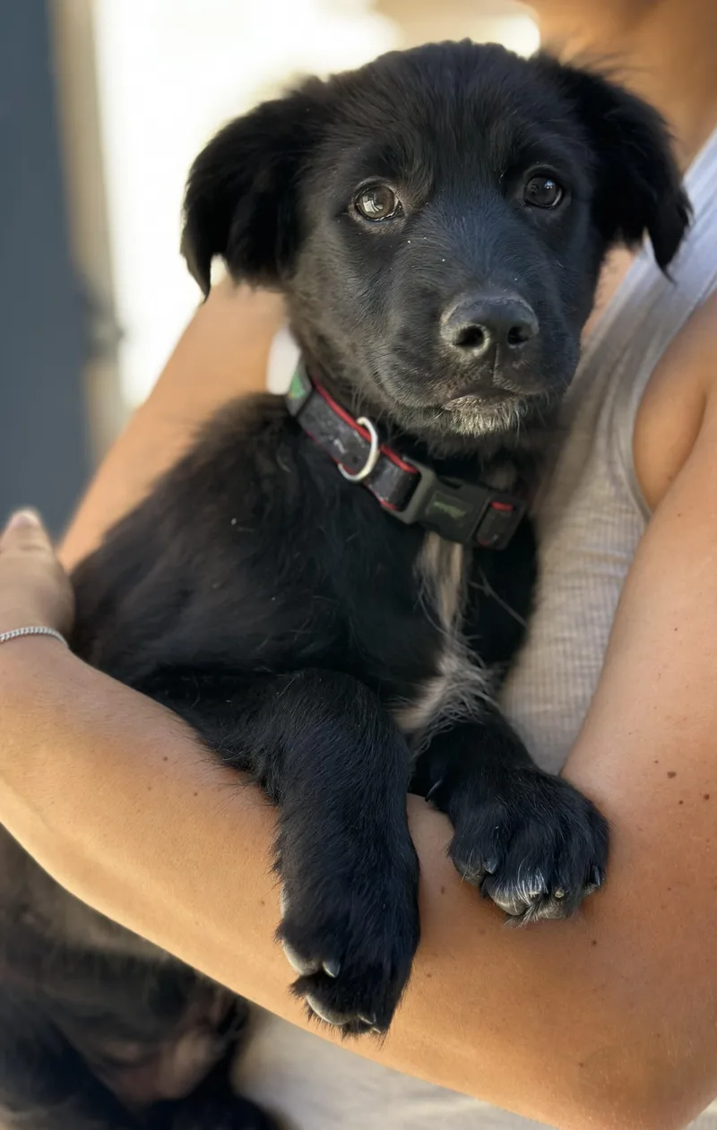 A baby medium-sized male Black Labrador Retriever dog named Leo Gentle Cuddler for adoption in Encino, CA