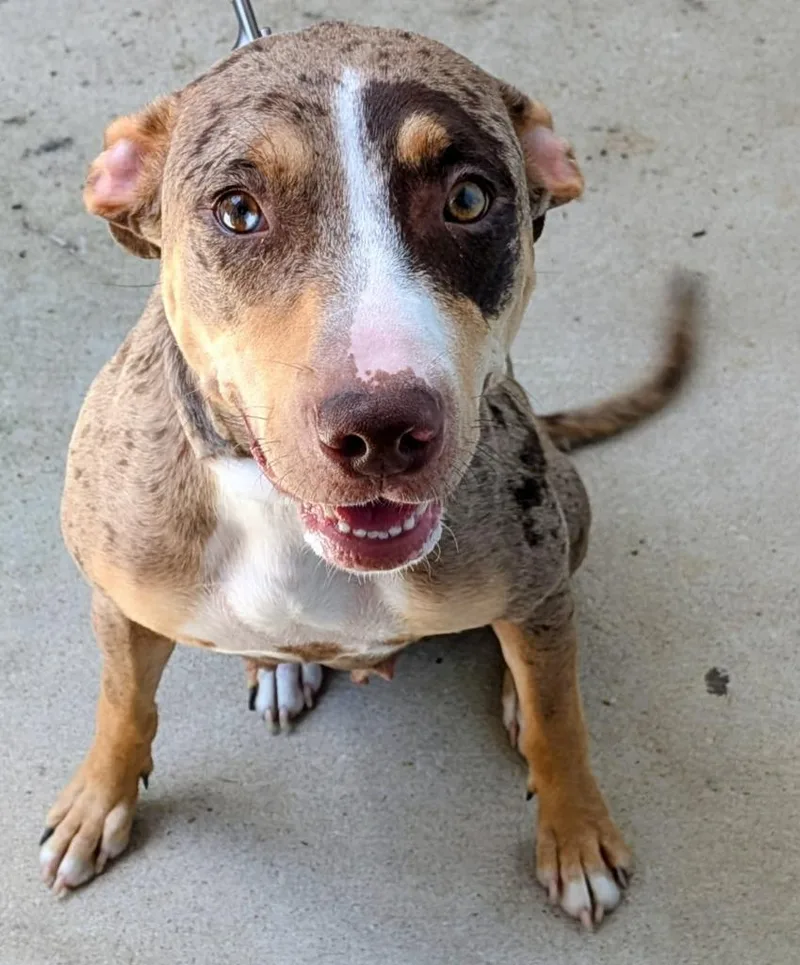 A young medium-sized female Catahoula Leopard Dog dog named Ms. Charlie for adoption in St. Augustine, FL