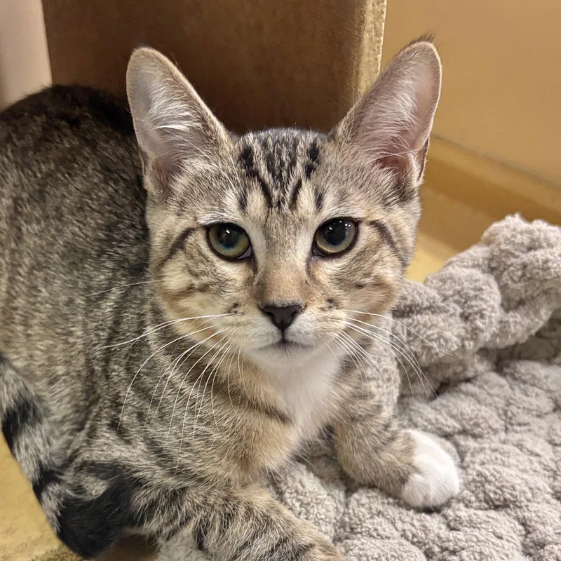 A baby medium-sized female Domestic Short Hair cat named Willow for adoption in Sonora, CA