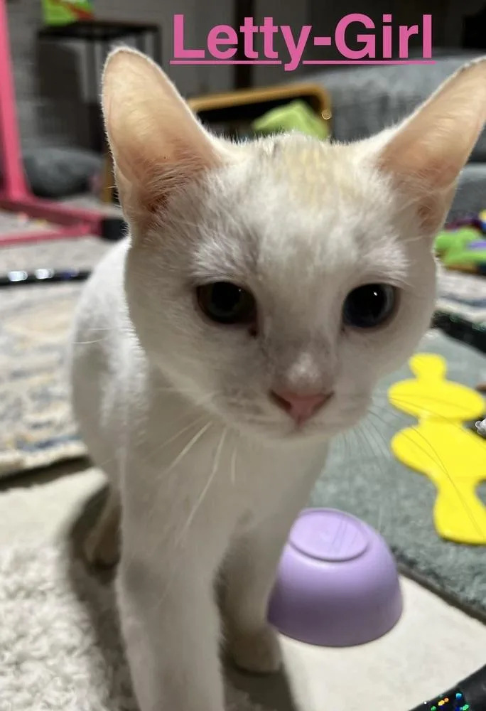 A baby small-sized female White Domestic Short Hair cat named Letty for adoption in Telford, PA
