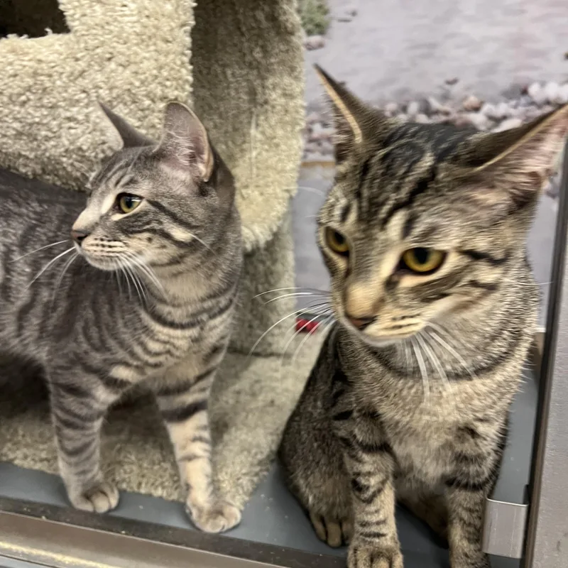 A young medium-sized male Tabby (Brown / Chocolate) Domestic Short Hair cat named Rafiabdul for adoption in New York, NY