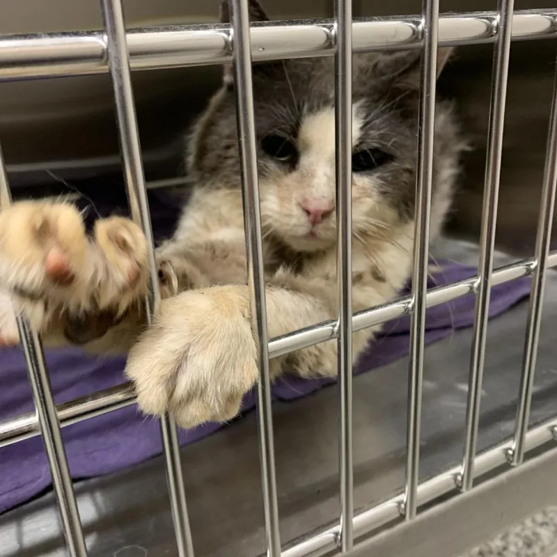 An adult medium-sized male Gray / Blue / Silver Domestic Short Hair cat named Kit Casey for adoption in Morganton, NC