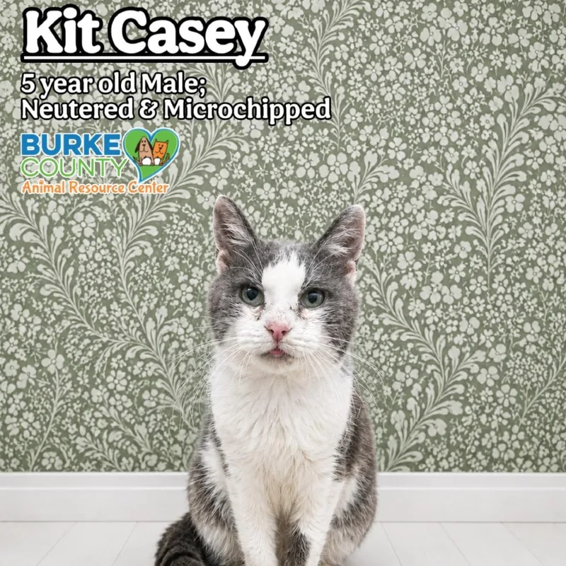 Kit Casey thumbnail 2