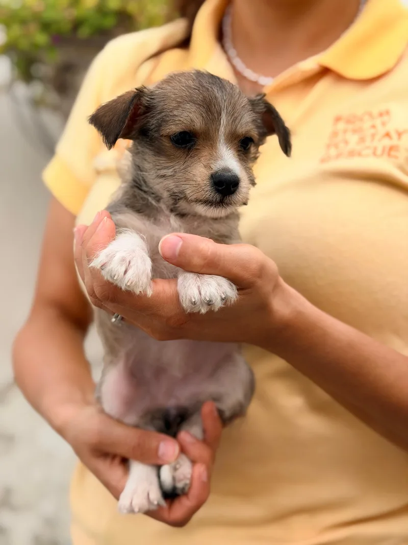 A baby small-sized female Tricolor (Brown, Black, & White) Chihuahua dog named Isabella for adoption in Manvel, TX