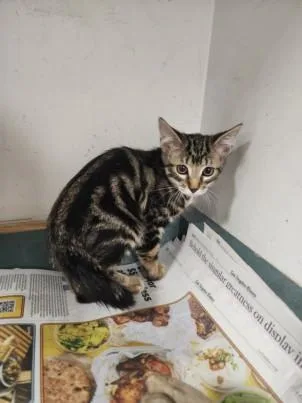 A baby small-sized female Domestic Short Hair cat named Tina for adoption in Chatsworth, CA