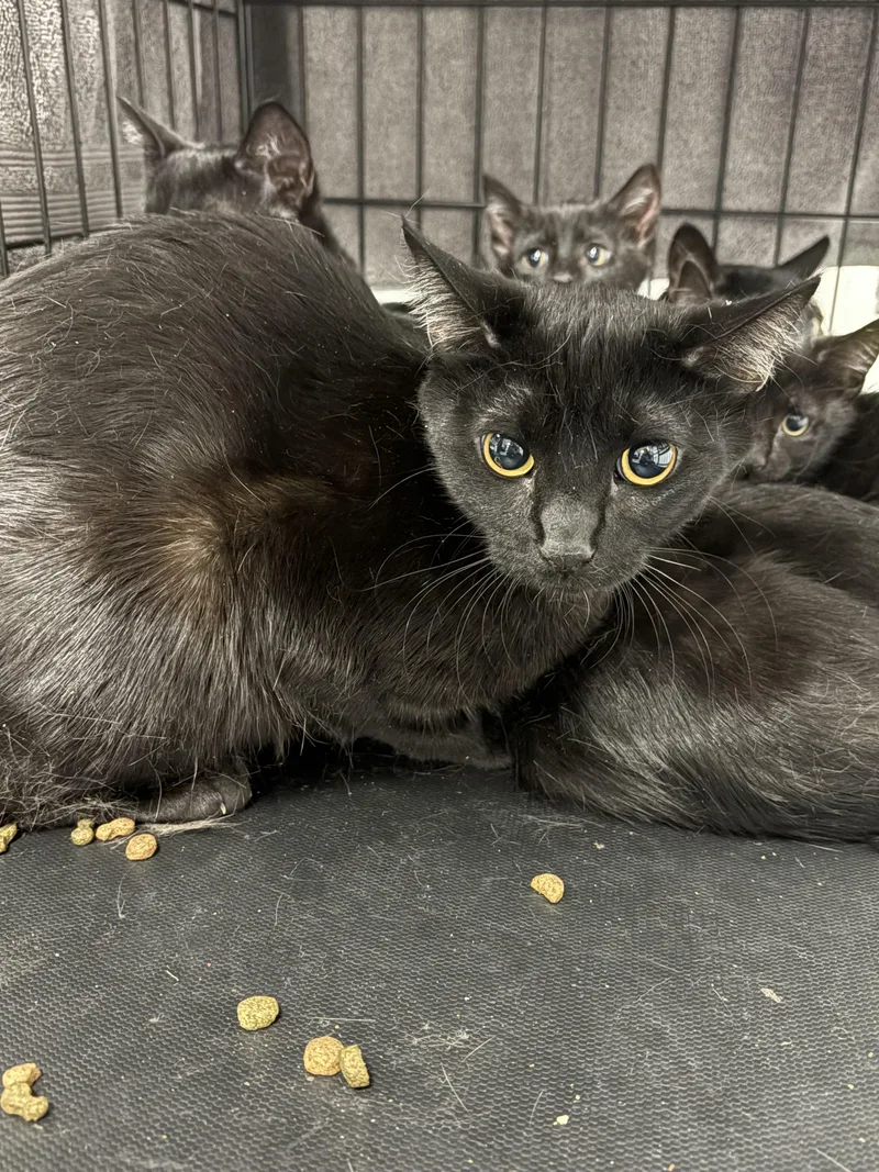 A young small-sized female Domestic Short Hair cat named Selma for adoption in Chatsworth, CA