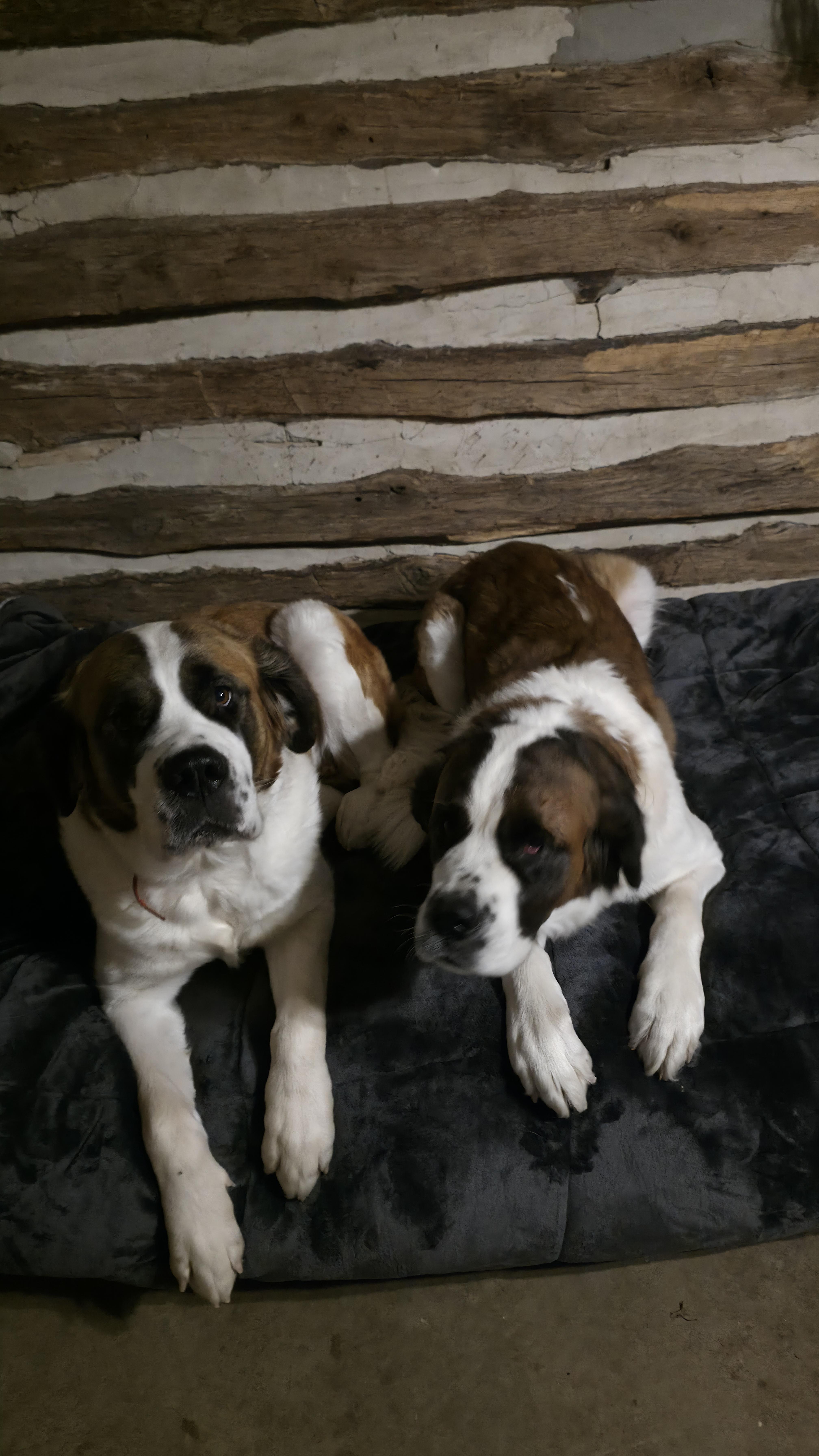 An adult large-sized female Saint Bernard dog named Rosie for adoption in Dittmer, MO