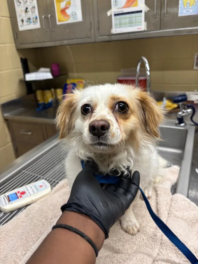 An adult small-sized female Mixed Breed dog named Harley for adoption in Douglasville, GA