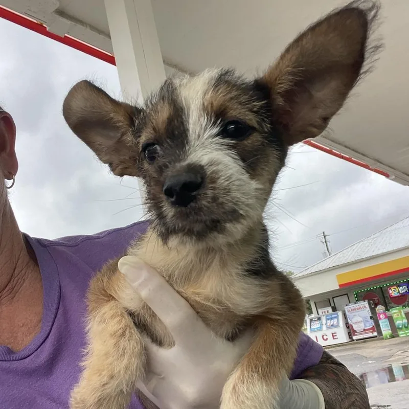 A baby small-sized female Yellow / Tan / Blond / Fawn Chihuahua dog named Firecracker for adoption in Freeport, FL