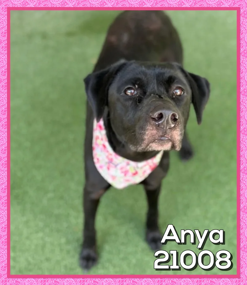 An adult medium-sized female Black Labrador Retriever dog named Anya for adoption in Marietta, GA
