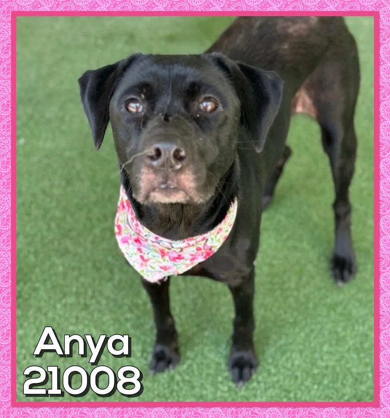 Anya thumbnail 4