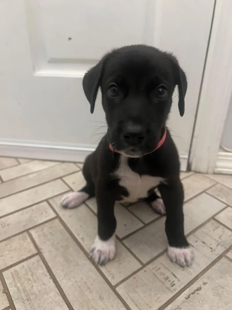 A baby medium-sized female Black Labrador Retriever dog named Creme for adoption in Oklahoma City, OK
