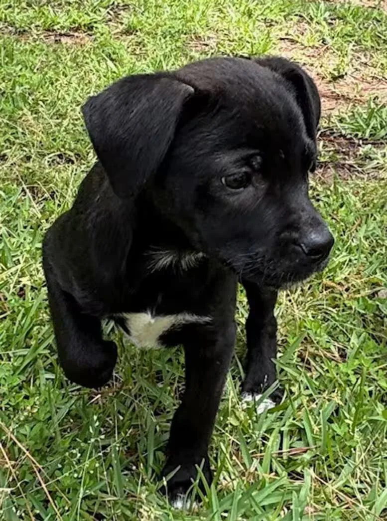 A baby medium-sized female Black Labrador Retriever dog named Anchor for adoption in Watertown, CT