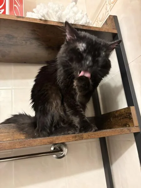 An adult medium-sized male Domestic Short Hair cat named Cumin for adoption in Ridgewood, NY