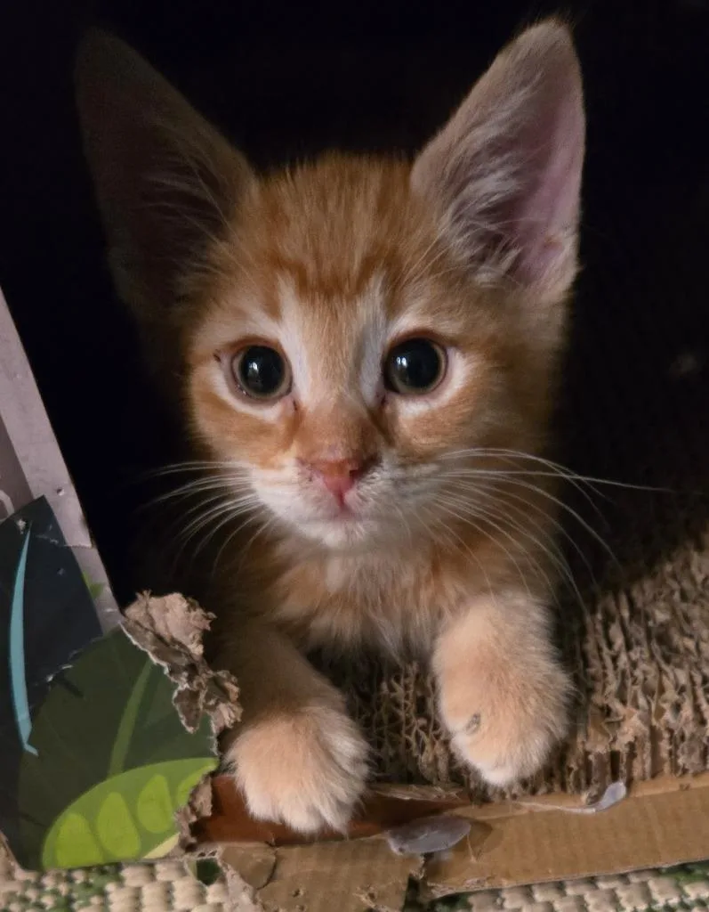 A baby medium-sized male Domestic Medium Hair cat named Fenoli for adoption in South Bend, IN