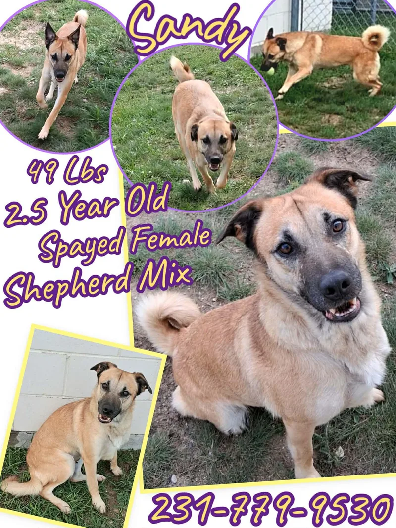 A young medium-sized female Shepherd dog named Sandy for adoption in Cadillac, MI